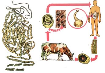 Для очень распространенного червя, коровьего цепня, корова служит промежуточным хозяином, а один - вторым. 
